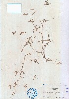 藏品(長梗星栗草、簇花粟米草)的圖片