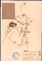 藏品(落葵、蘩露)的圖片