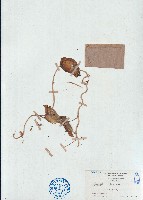 藏品(落葵、蘩露)的圖片