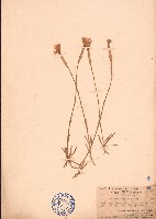 藏品(長萼石竹、長萼瞿麥)的圖片