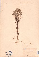 藏品(白鼓釘)的圖片