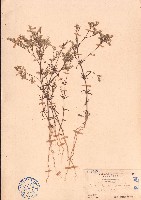 藏品(滿天星草、白鼓釘)的圖片