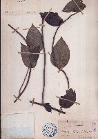 藏品(古山龍)的圖片