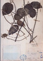 藏品(古山龍)的圖片