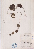 藏品(毛葉輪環藤)的圖片