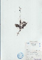 藏品(毛葉輪環藤)的圖片