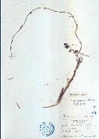 藏品(毛葉輪環藤)的圖片