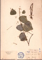 藏品(蒼白秤鉤風)的圖片