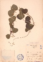 藏品(蒼白秤鉤風)的圖片