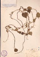 藏品(細圓藤)的圖片