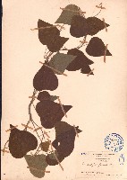 藏品(細圓藤)的圖片