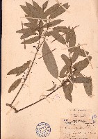 藏品(密花藤)的圖片