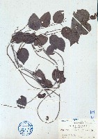 藏品(夜花藤)的圖片