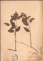 藏品(夜花藤)的圖片