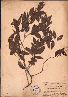 藏品(夜花藤)的圖片