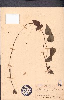 藏品(千金藤)的圖片