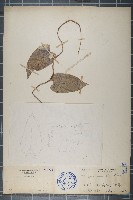 藏品(中華青牛膽、寬筋藤)的圖片