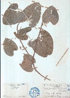 藏品(中華青牛膽、寬筋藤)的圖片