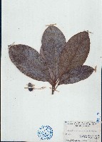 藏品(苦梓含笑、春花苦梓)的圖片