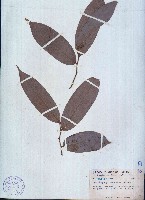 藏品(毛葉鷹爪花)的圖片