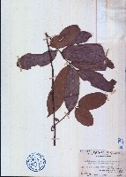 藏品(香港鹰爪花)的圖片