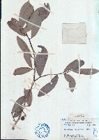 藏品(沙堡暗羅)的圖片