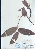 藏品(香花细基丸、大花暗羅)的圖片