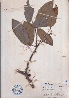 藏品(海南單籽暗羅)的圖片
