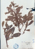 藏品(暗羅、雞爪樹)的圖片