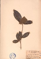 藏品(細基丸)的圖片