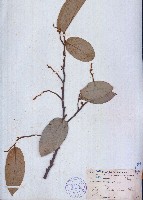 藏品(銀鉤花、大葉染古、定春)的圖片