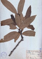 藏品(哥納香)的圖片