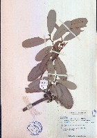 藏品(瓜馥木)的圖片