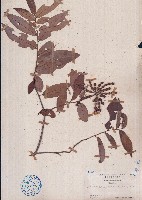 藏品(假鷹爪)的圖片