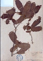 藏品(皂帽花)的圖片