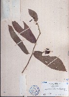 藏品(皂帽花)的圖片