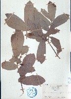 藏品(皂帽花)的圖片