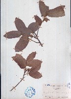 藏品(皂帽花)的圖片