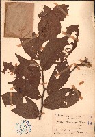 藏品(紫玉盤)的圖片