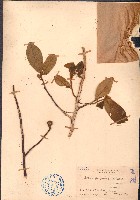 藏品(大花紫玉盤、川血烏)的圖片