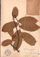 藏品(大花紫玉盤、川血烏)的圖片