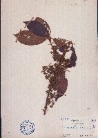 藏品(毛黄肉楠)的圖片