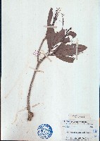 藏品(北油丹)的圖片