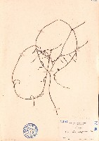 藏品(無根藤、無根草)的圖片