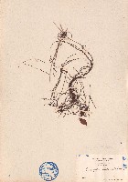 藏品(無根藤、無根草)的圖片