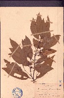 藏品(陰香)的圖片