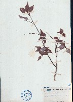 藏品(烏藥)的圖片