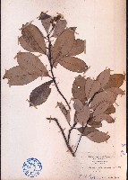 藏品(華潤楠、楨楠)的圖片