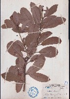 藏品(華潤楠、楨楠)的圖片