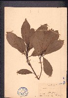 藏品(红楠、豬腳楠)的圖片